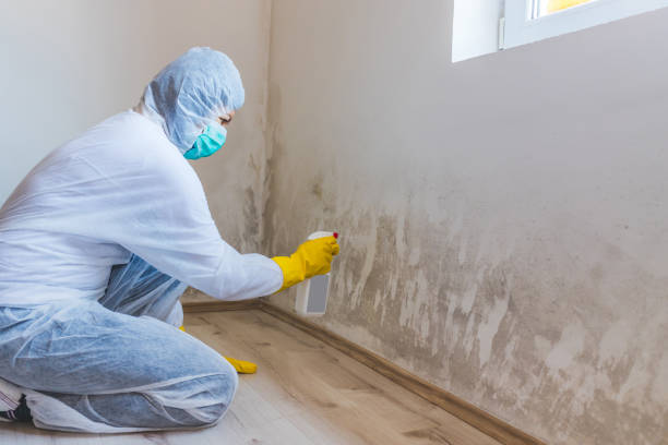Licensed Mold Remediation service in Milton, MA - WQB Mold Removal