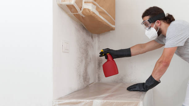 Professional Mold Remediation technician working in Milton, MA